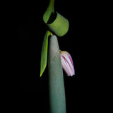 Chakrubs Indian Jade Slim Stone Dildo alongside a delicate pink flower and green leaves on a dark background.