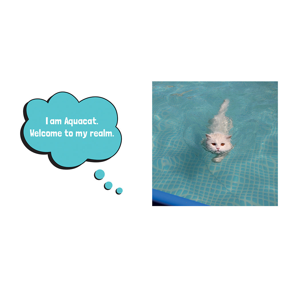 Wet Pussies: Hilarious Snaps of Damp Cats